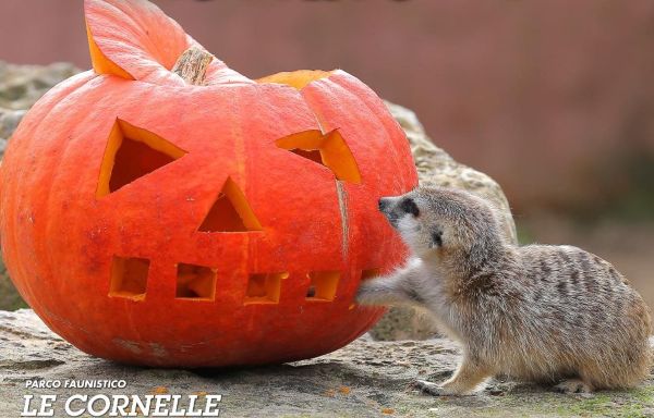 PARCO FAUNISTICO LE CORNELLE - Valbrembo (BG)